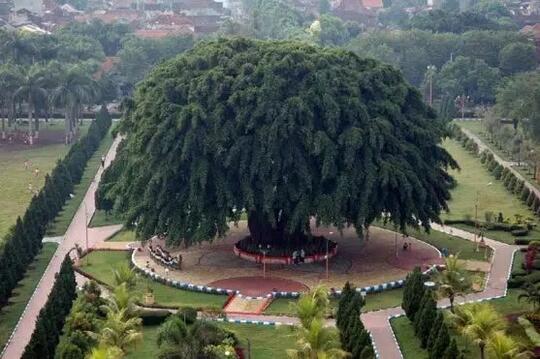 Ngeri! 5 Jenis Pohon yang Disukai Makhluk Halus, Nomor 3 dan 4 Banyak Ditanam Orang!