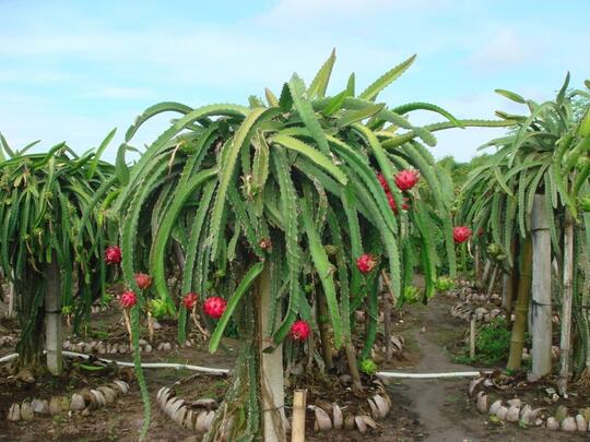 Kiat Jitu Budidaya Buah Naga