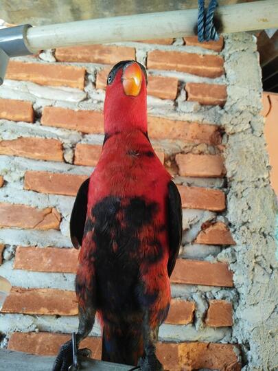 Burung Paruh Bengkok Ii Page 424 Kaskus