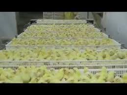 Melihat Cara Kerja Di Tempat Industri DOC / Day Old Chick ( anak ayam )