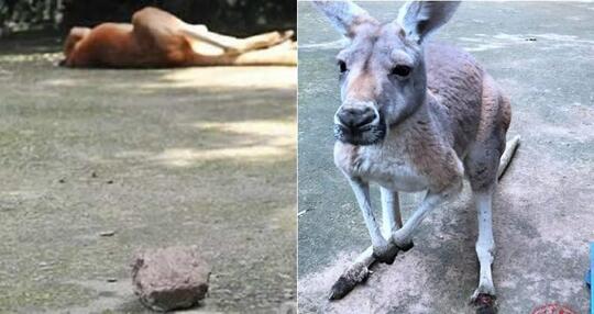 Parah!,,,Gak Mau Melompat,Kangaroo Ini MATI di lemparin pengunjung!