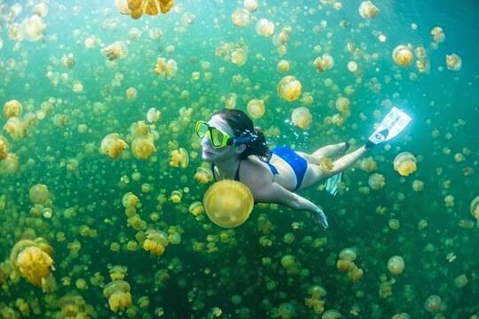 Yuk jelajahi danau ubur-ubur ala Spongebob di Lenmakana, Misool