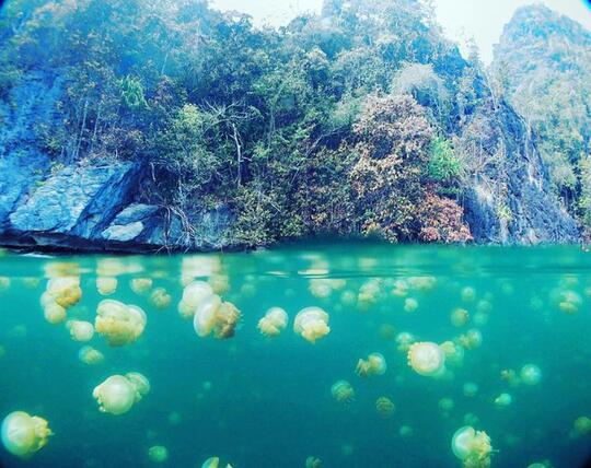 Yuk jelajahi danau ubur-ubur ala Spongebob di Lenmakana, Misool