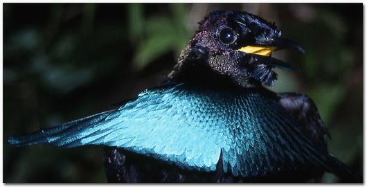 Dikira Sama Burung  Cenderawasih Spesies Baru Ini Punya Banyak Pembeda