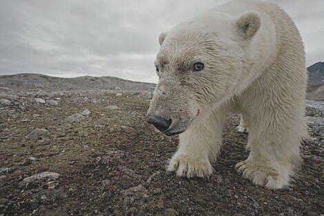 [COC GL] Polar Bear Di Ambang Kepunahan, Ilmuwan Pun Bertindak