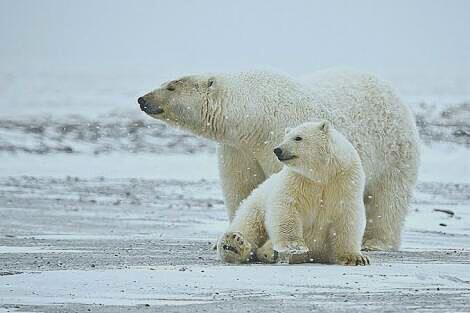 [COC GL] Polar Bear Di Ambang Kepunahan, Ilmuwan Pun Bertindak