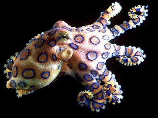 1010 Gambar Binatang Laut Gurita HD