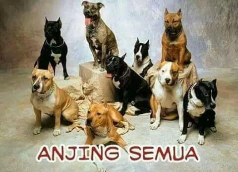 40+ Anjing rame new