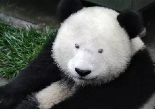 12 Ekor Panda Kehilangan Lingkaran Hitam Pada Mata