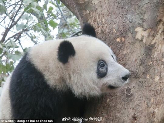 12 Ekor Panda Kehilangan Lingkaran Hitam Pada Mata
