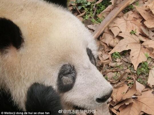 12 Ekor Panda Kehilangan Lingkaran Hitam Pada Mata