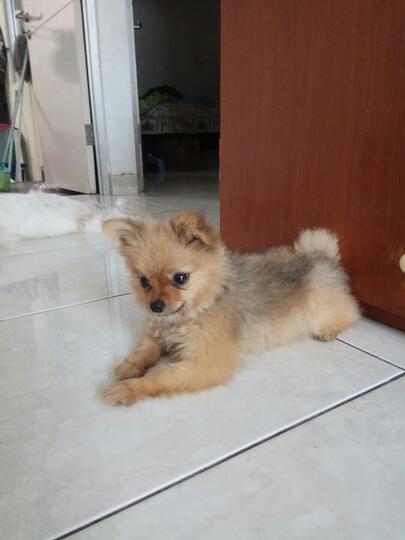 Help Anjing Gw Ngelahirin Kok Anaknya Dimakan Yg Ngerti Mslh