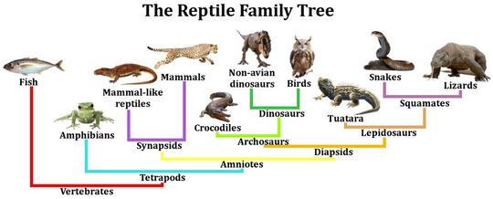 Apakah Komodo Itu Dinosaurus?