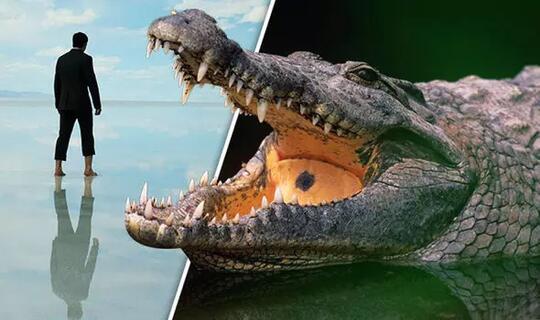 46+ Gambar Lidah Hewan Buaya HD Terbaik