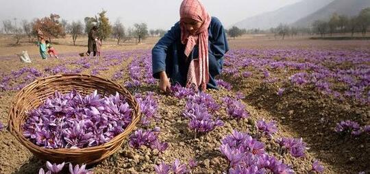 Rempah - Rempah Termahal Dari Iran