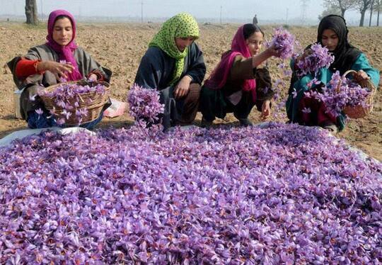 Rempah - Rempah Termahal Dari Iran