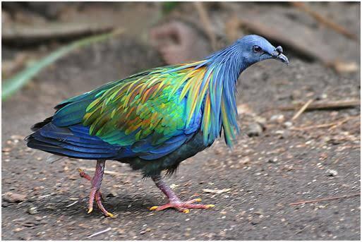 Burung Merpati Nicobar Pigeon Yang Kini Menjadi Langka Kaskus
