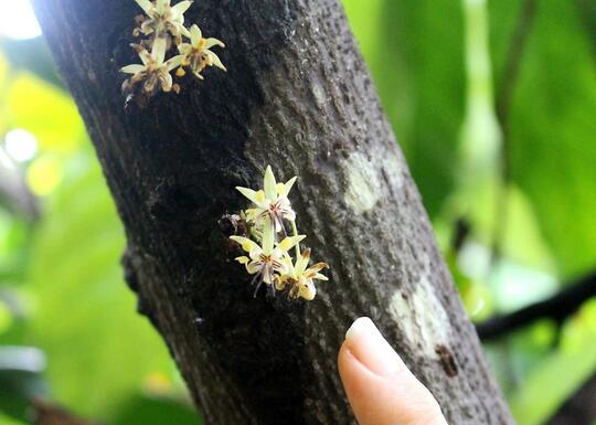 Melihat Proses Pembuatan Coklat dari Buah Hingga Sampai di Ujung Lidah