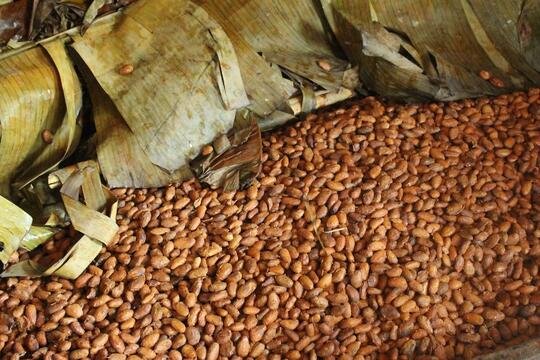Melihat Proses Pembuatan Coklat dari Buah Hingga Sampai di Ujung Lidah