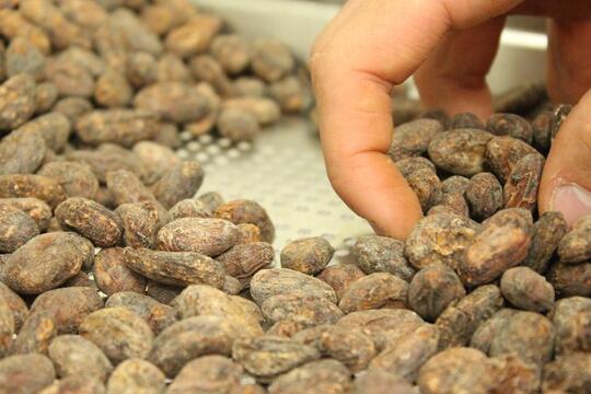 Melihat Proses Pembuatan Coklat dari Buah Hingga Sampai di Ujung Lidah