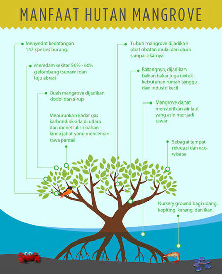 Peranan Hutan Bakau Mangrove Sebagai Barier Pesisir Pantai