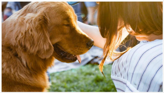 Hewan Peliharaan Sesuai Zodiak Kamu Cocoknya Pelihara Apa Kaskus