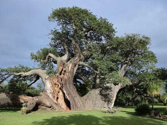 Pohon Baobab Tertua di Afrika Sedang Sekarat Akibat Perubahan Iklim 