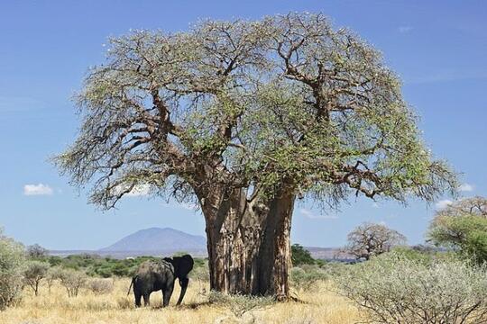 Pohon Baobab Tertua di Afrika Sedang Sekarat Akibat Perubahan Iklim 