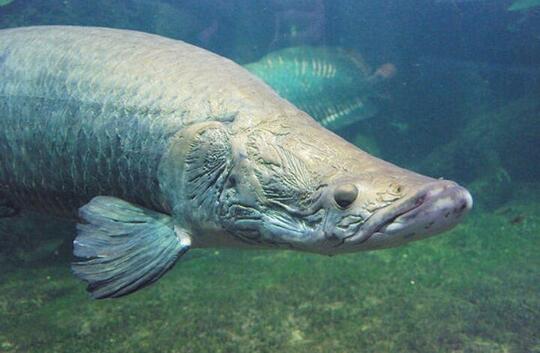 Lima Hal Soal Arapaima Ikan Yang Ditemukan Di Sungai