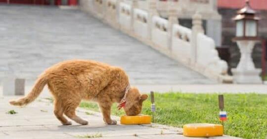 Piala Dunia 2018 Belum Usai Kucing Peramal Di Beijing Tutup