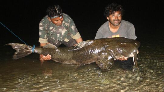 Inilah 6 Ikan Paling Mengerikan di Dunia, Salah Satunya Ada di Indonesia