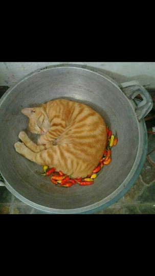 Supergemas Penampakan Kucing Terkecil Di Dunia Kaskus