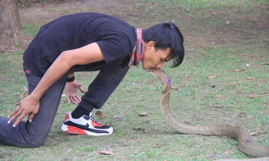 Pengobatan Adat, Menanti Kobra Mati agar Pawang Ular Siuman