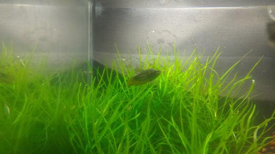Sparkling gouramis / pygmy gourami