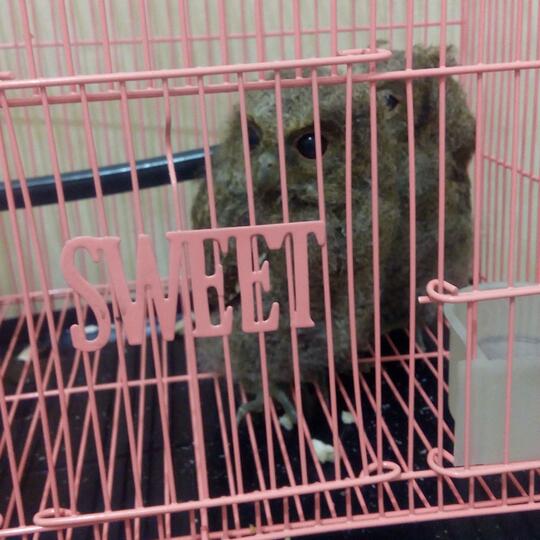 Permisi Gan Ane Mau Menawarkan Dua Anakan Burung Hantu Celepuk