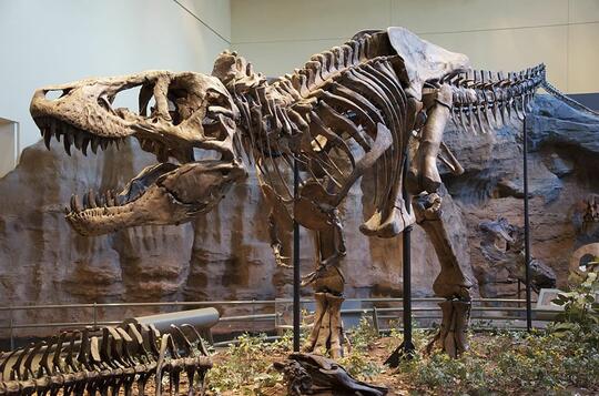 Mengenal Mosasaurus dan Tyrannosaurus rex