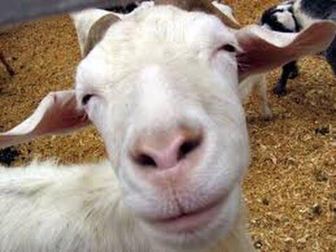 GAK WARAS, Kambing Hamil di India Mati Karena Diperkosa 8 Orang