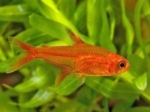 10 Ikan Aquascaping Terbaik