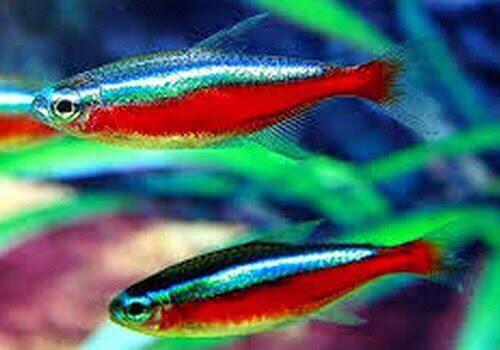10 Ikan Aquascaping Terbaik