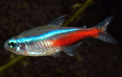 10 Ikan Aquascaping Terbaik