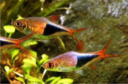 10 Ikan Aquascaping Terbaik