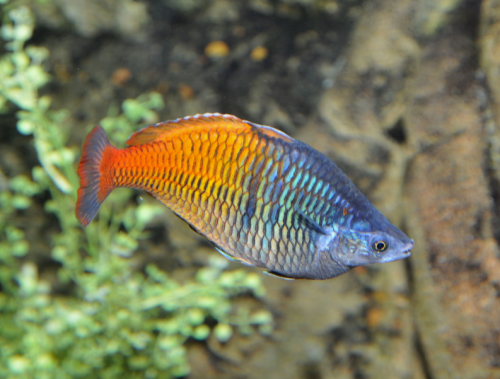 10 Ikan Aquascaping Terbaik