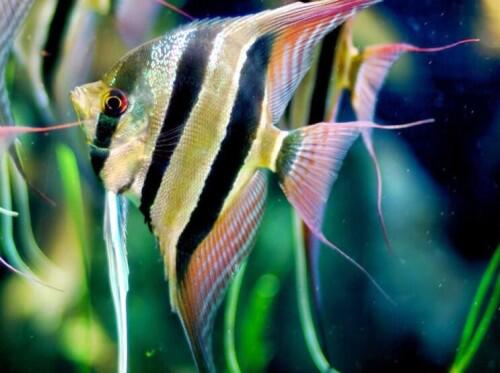 10 Ikan Aquascaping Terbaik