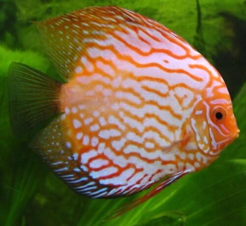 10 Ikan Aquascaping Terbaik