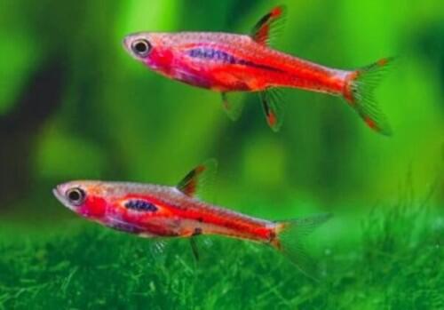 10 Ikan Aquascaping Terbaik