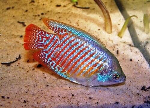 10 Ikan Aquascaping Terbaik