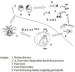Kesalahan Pada Pengucapan Kelomang Yang Disebut Keong