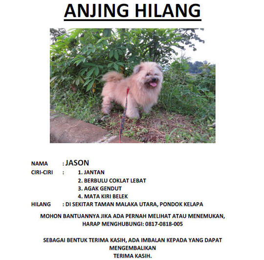 Telah Hilang Anjing Pom Mix Kaskus
