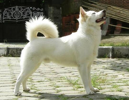 Pintarnya Anjing Kintamani Ras Asli Indonesia Kaskus