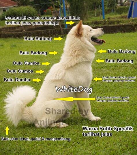 29+ Harga anjing kintamani 2018 update 